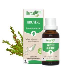 Bruyère (Calluna vulgaris surc. rec.) j.p.
